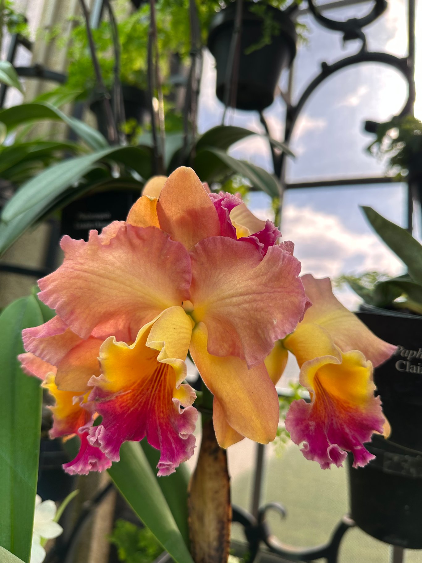 生活】节日来前综合症～人心浮动- susanli3769 - Matters