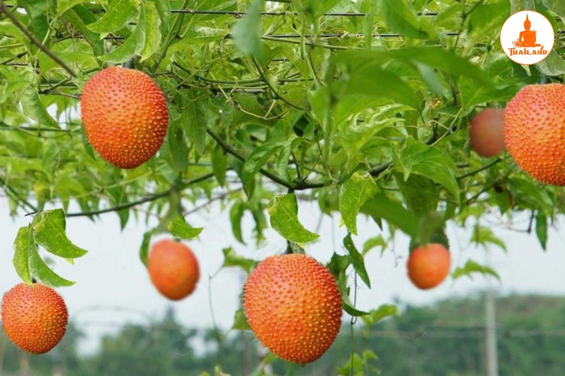 Lá gấc thường được sử dụng để hỗ trợ giảm sưng đau và viêm ở khớp gối