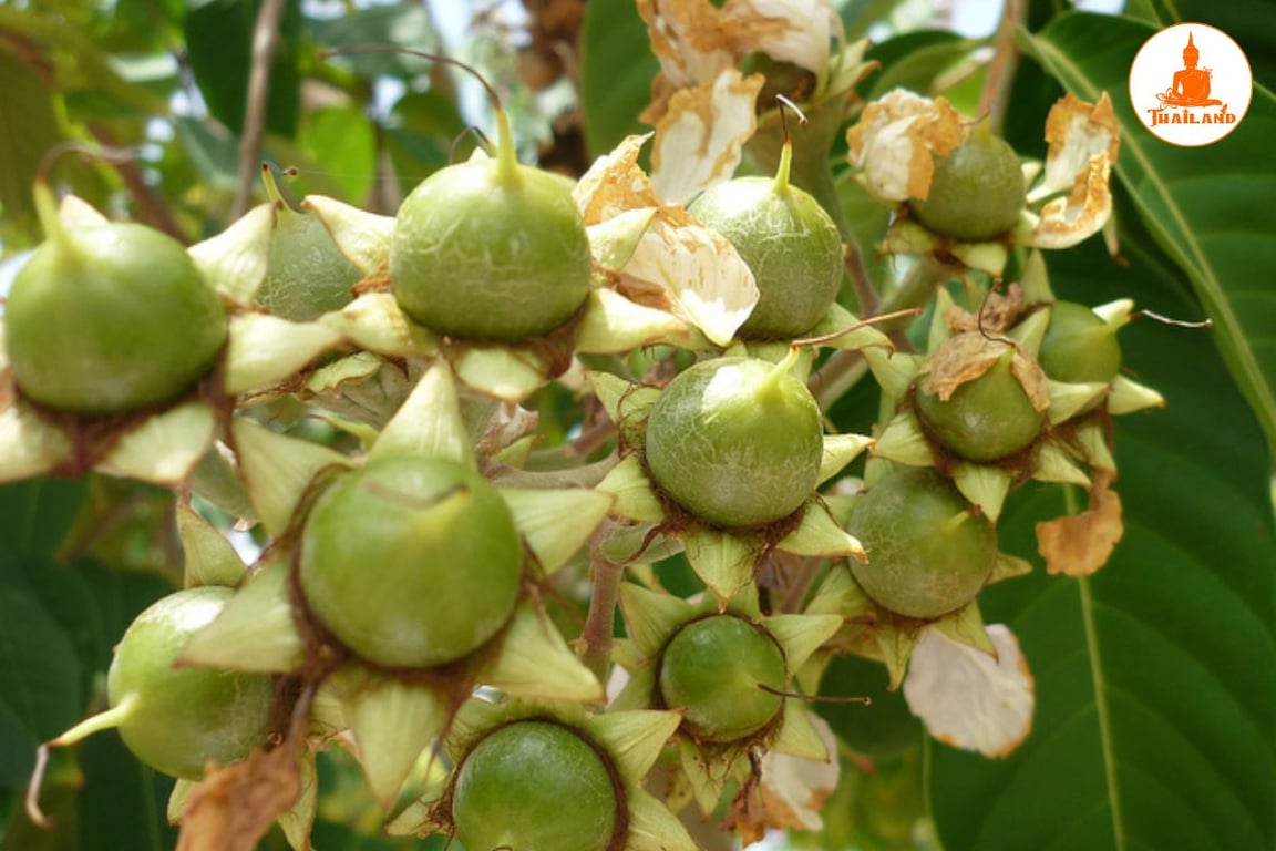 Công dụng của bằng lăng nước