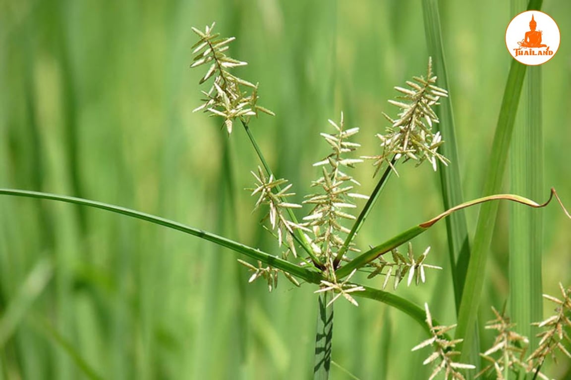 Củ gấu