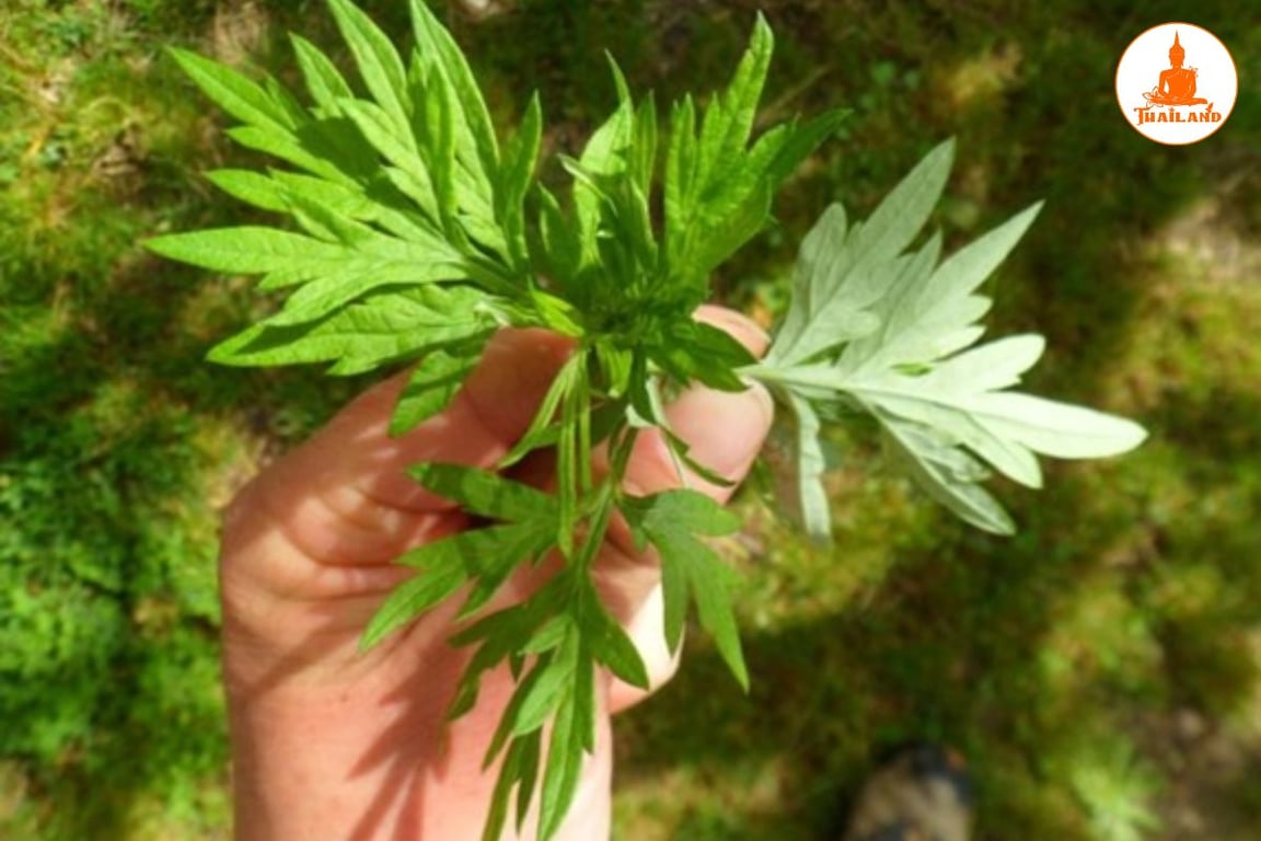 Ngải cứu được sử dụng rộng rãi trong việc hỗ trợ điều trị thoái hóa cột sống lưng