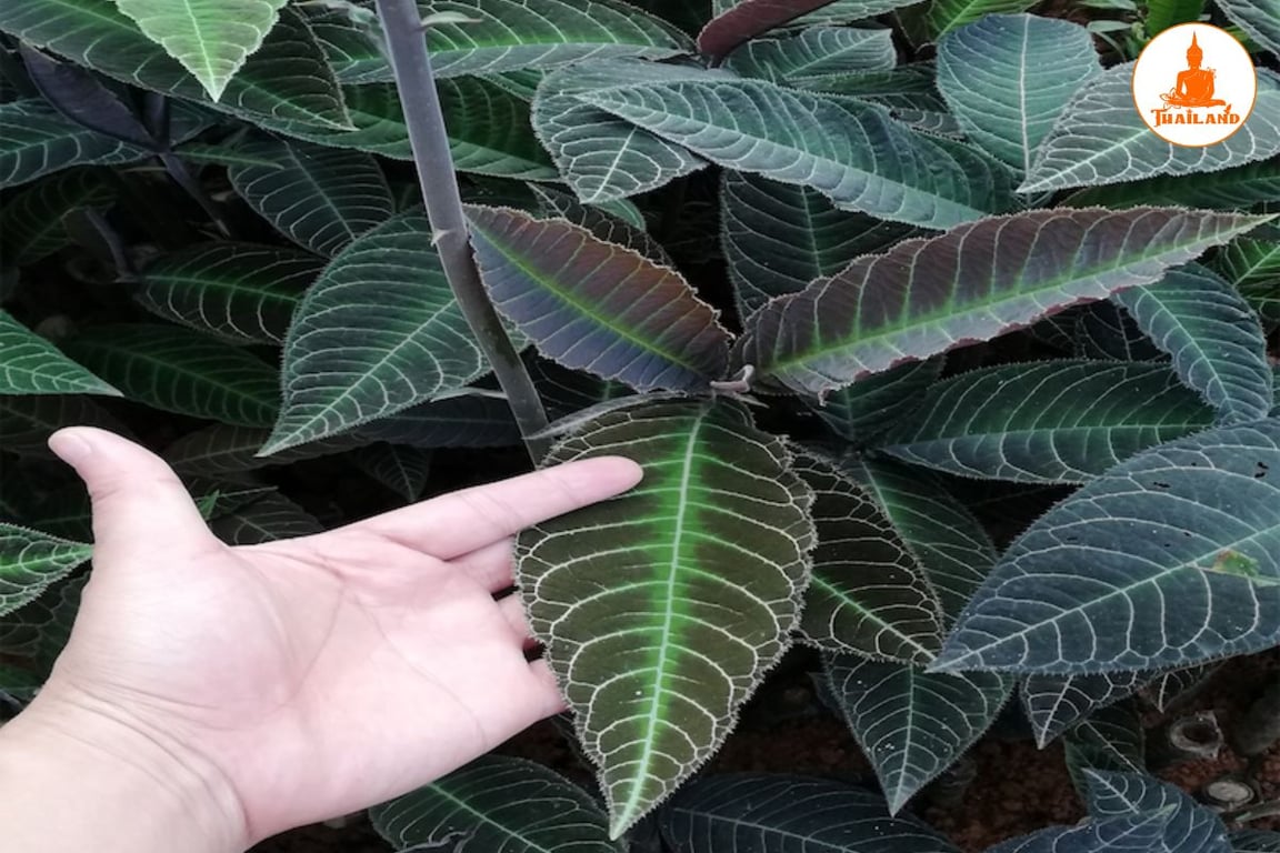 Mẹo chữa trào ngược dạ dày bằng lá khôi tía