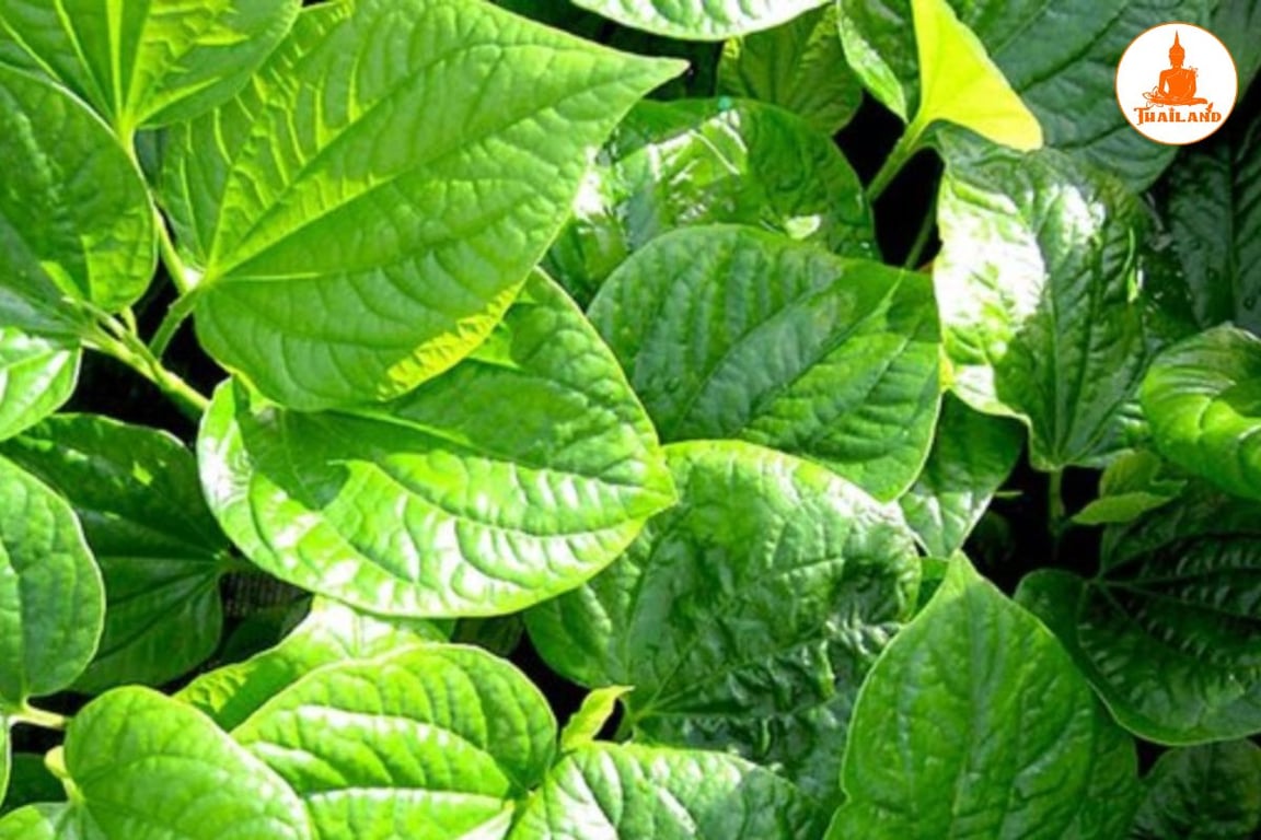 Lá lốt