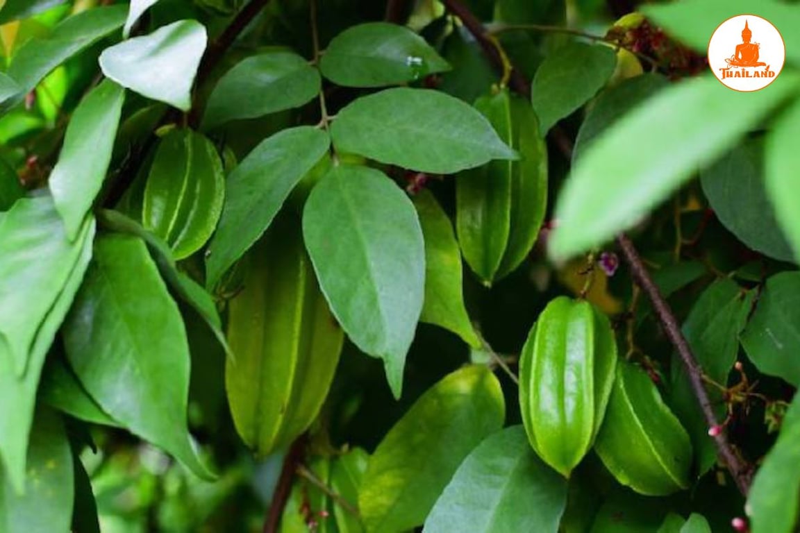 Tắm và uống nước lá khế có thể giúp cải thiện rõ rệt các triệu chứng ngứa ngáy trên da