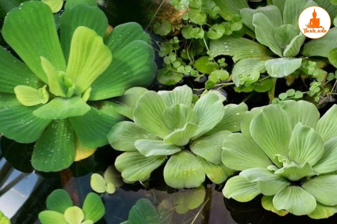 Bèo cái là một loại thảo dược dân gian được sử dụng phổ biến trong việc trị ngứa ngoài da