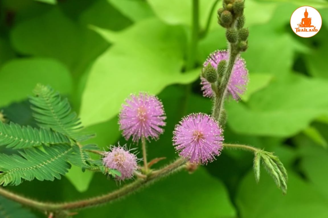 Cây xấu hổ