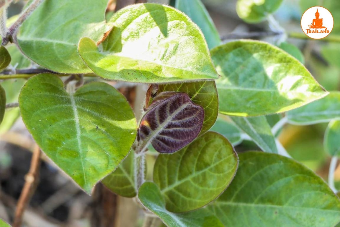 Lá mơ lông chữa trào ngược dạ dày