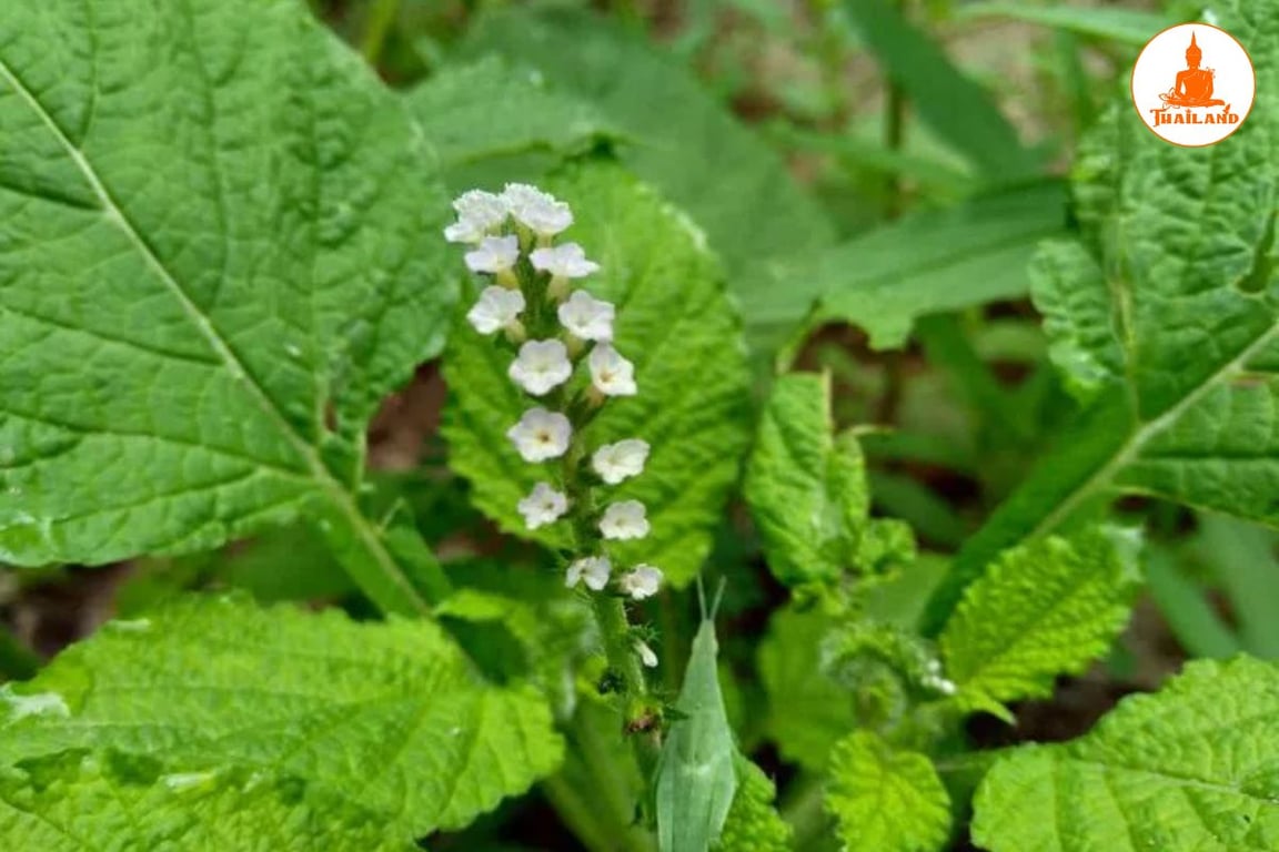 Vòi voi có đặc tính giảm đau, giúp cải thiện các triệu chứng đau nhức và viêm khớp hiệu quả