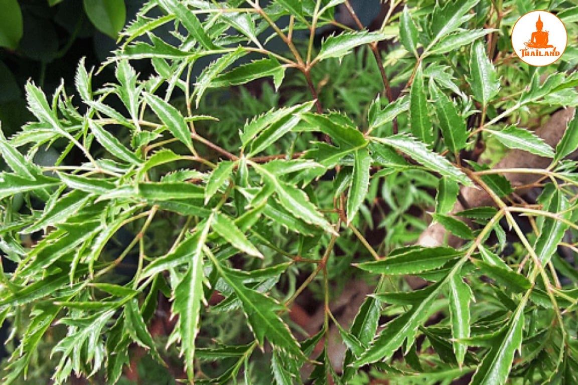 Lá đinh lăng có thể được sử dụng để giảm ngứa da hiệu quả