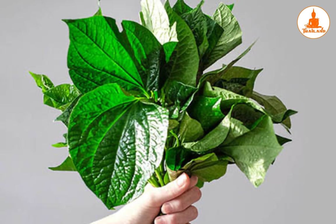 Để duy trì tác dụng hỗ trợ lâu dài, lá lốt có thể được đưa vào chế độ ăn hàng ngày