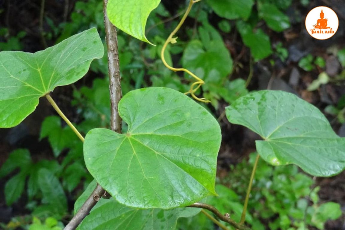 Dây đau xương là một vị thuốc nam thường dùng trong điều trị viêm khớp, tràn dịch khớp