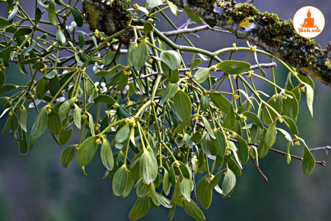 Tầm gửi