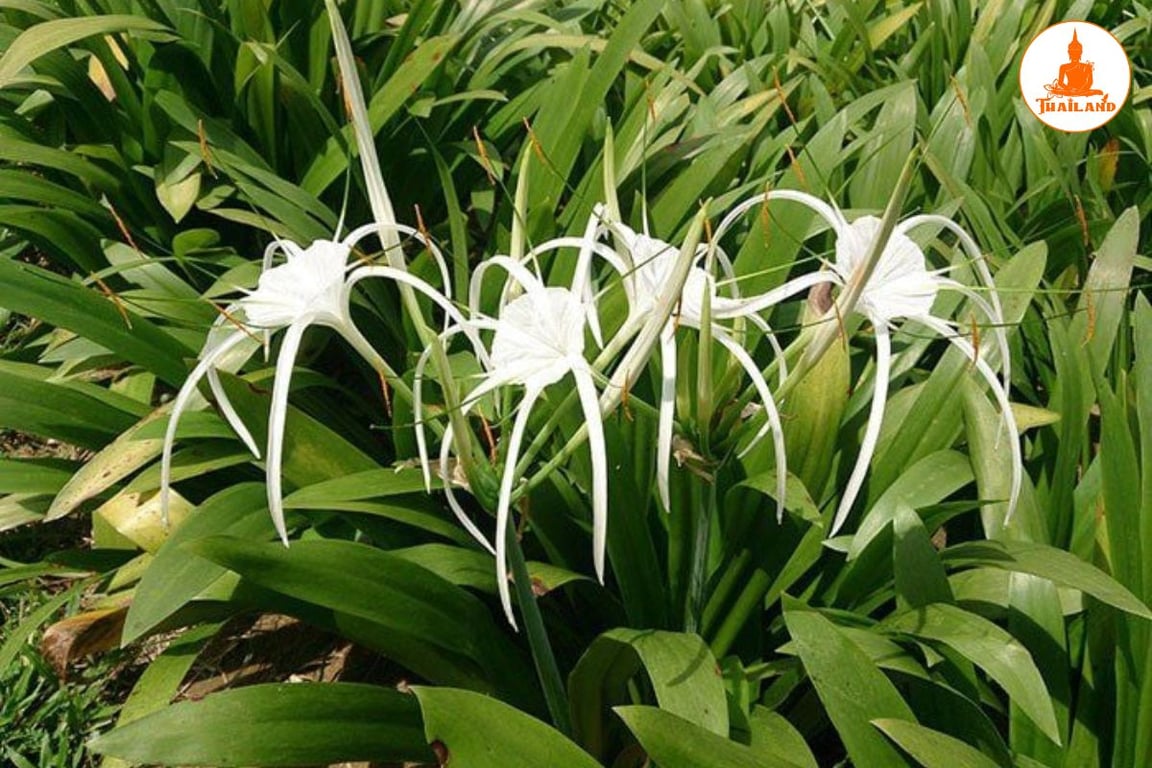 Trinh nữ hoàng cung