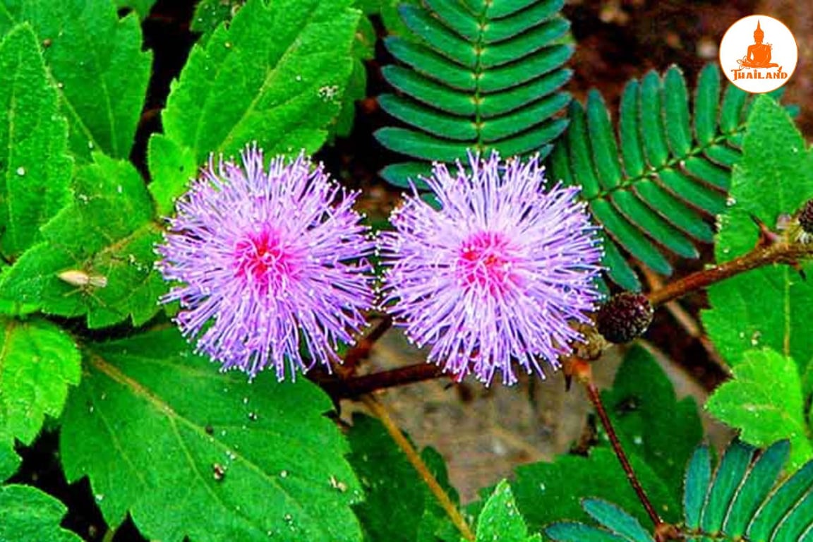 Cây trinh nữ chứa các alkaloid tự nhiên có tác dụng giảm đau