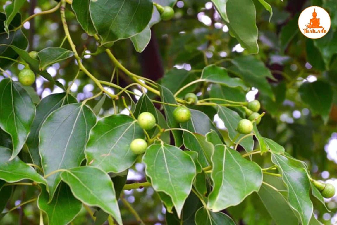 Công dụng của Long não