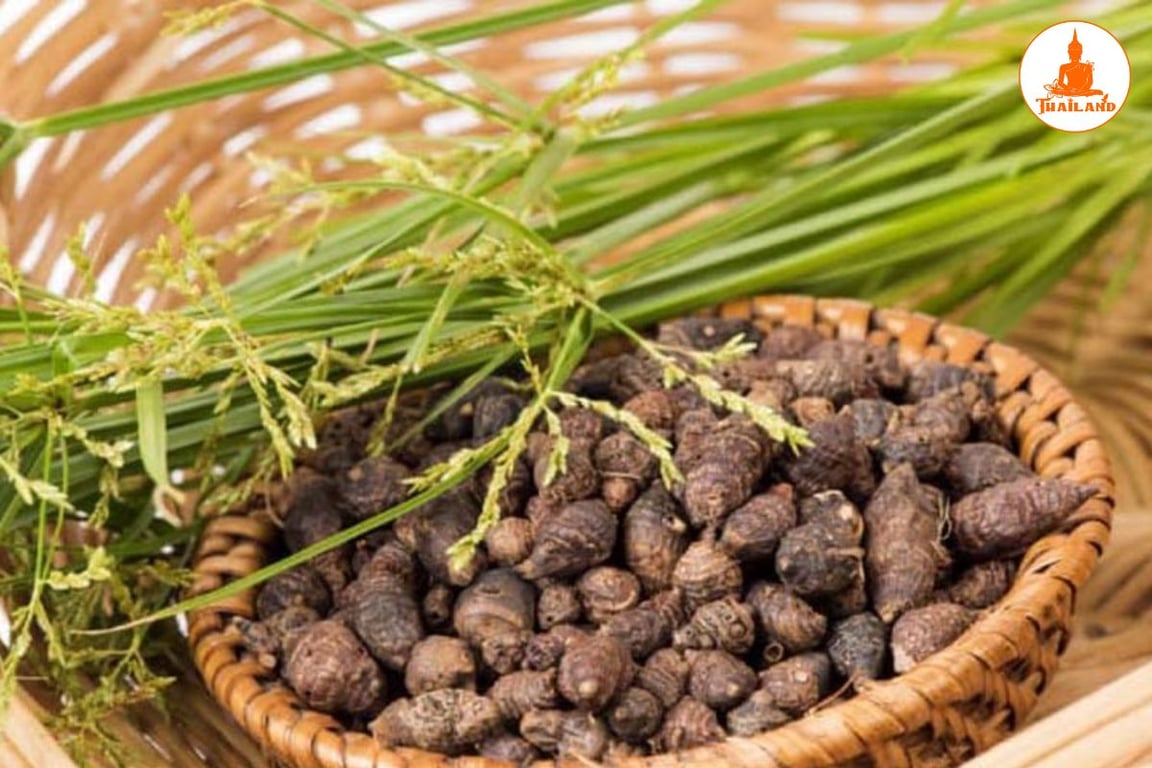 Bài thuốc chữa bệnh từ củ gấu