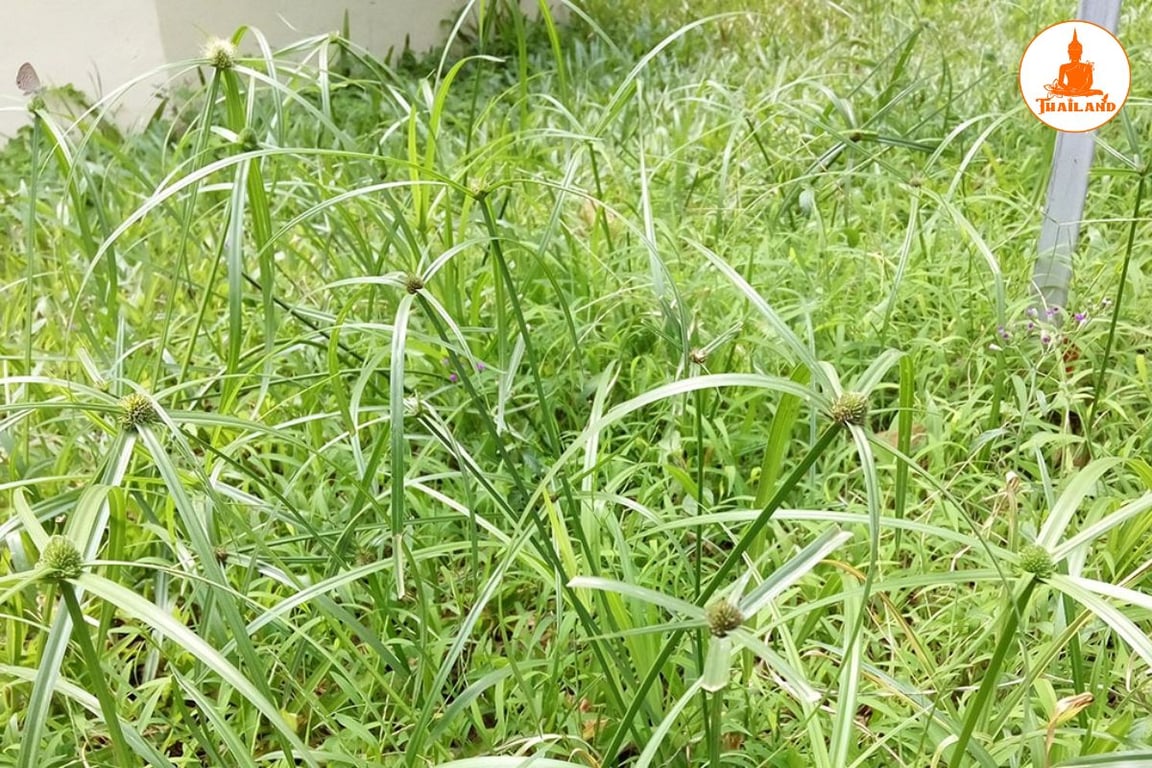 Hương phụ