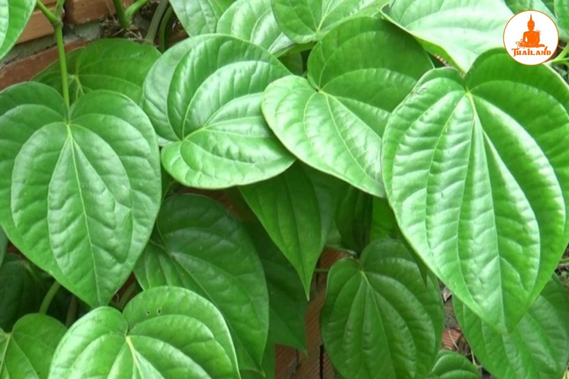 Lá lốt là một vị thuốc nam phổ biến trong các bài thuốc đắp xương khớp