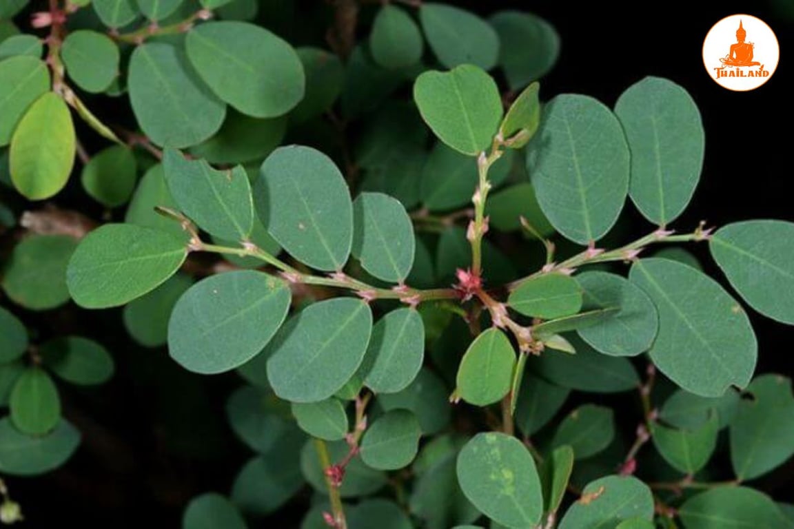 Cây phèn đen hỗ trợ điều trị đau thần kinh tọa, viêm khớp, thấp khớp