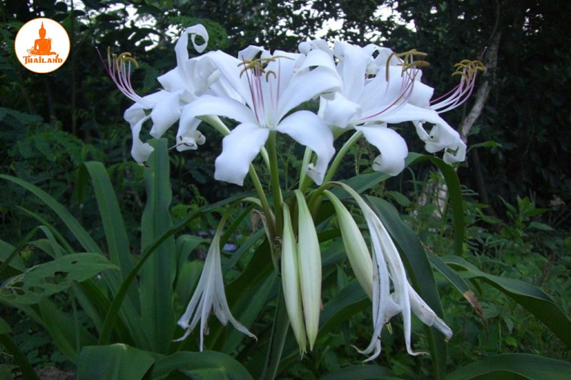 Trinh nữ hoàng cung là một loài thực vật thân thảo thuộc họ Náng