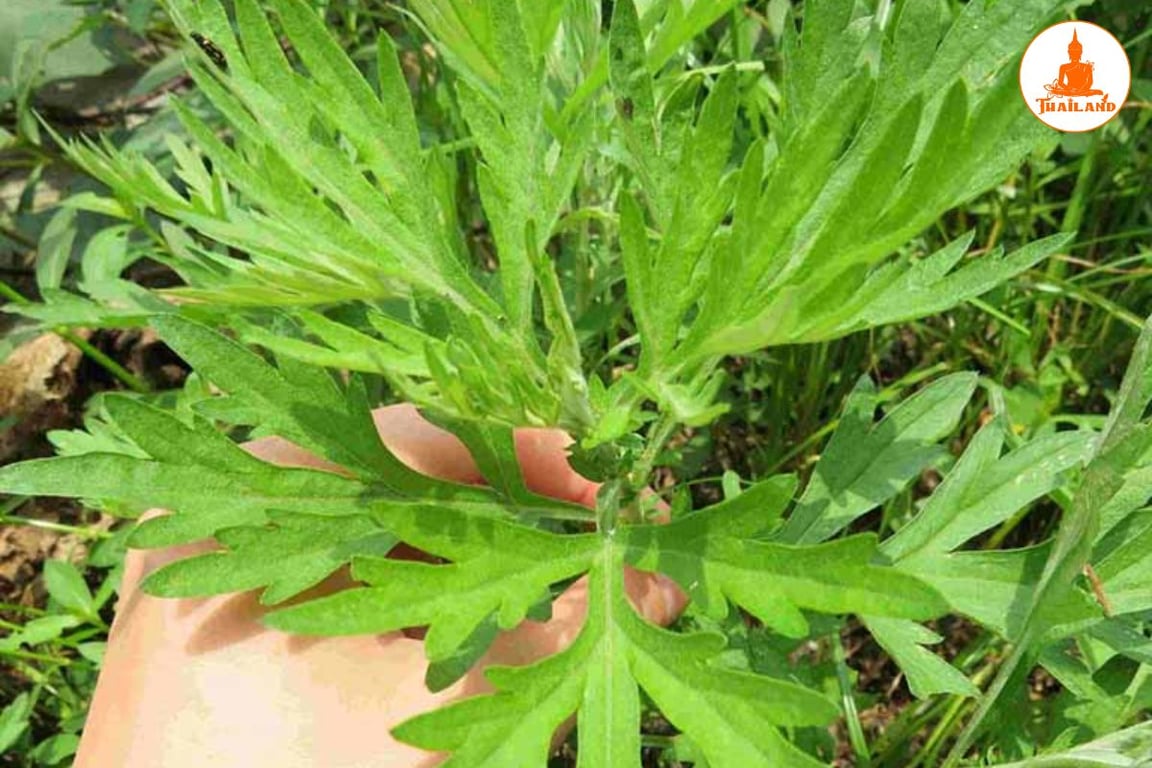 Cây ngải dại có ngoại hình và dược tính khá giống với cây ngải cứu