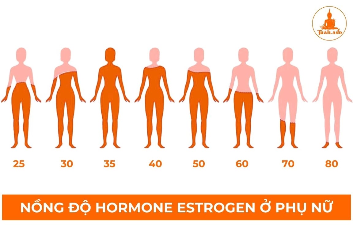 Nồng độ estrogen biến đổi theo từng giai đoạn phát triển của cơ thể