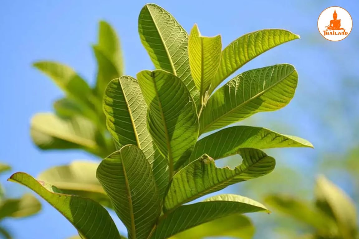 Kiên trì sử dụng lá ổi mỗi ngày, bạn sẽ thấy tình trạng ngứa ngáy, sưng đỏ giảm rõ rệt