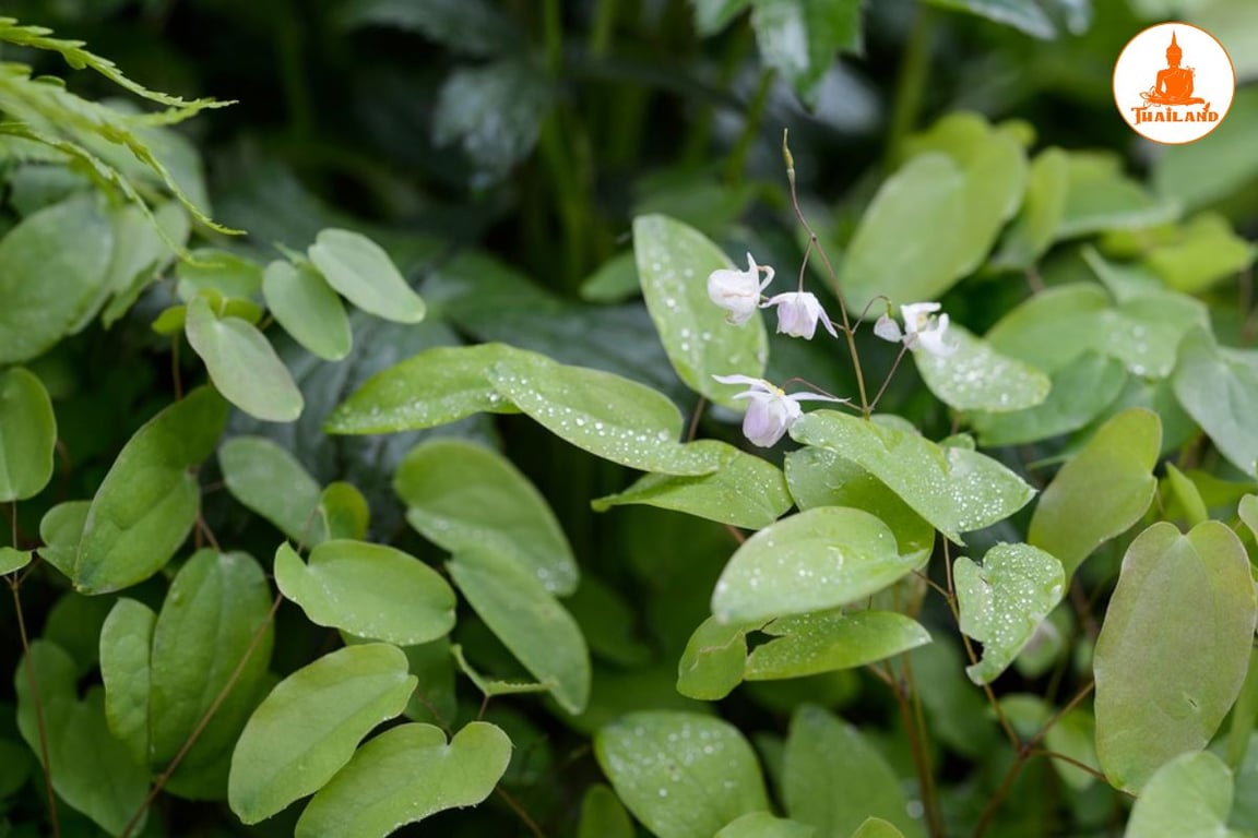 cây dâm dương hoắc