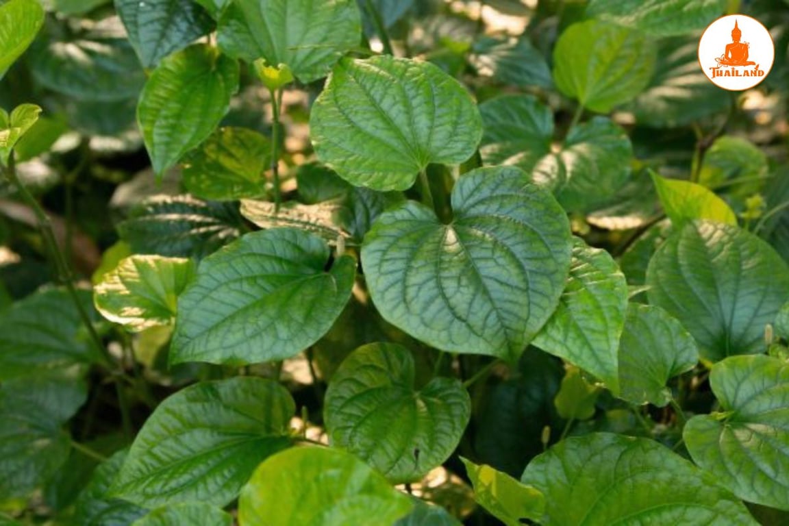 Lá lốt có tác dụng chống viêm, giảm sưng và làm dịu cơn đau xương khớp