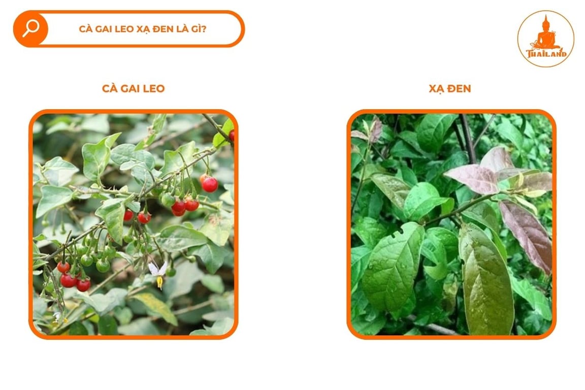 Cà gai leo và xạ đen đều được xem là những vị thuốc quý trong y học cổ truyền