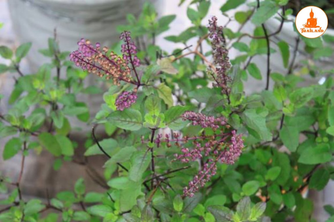 Hương như thường được sử dụng để hỗ trợ cải thiện các biểu hiện đau dây thần kinh liên sườn