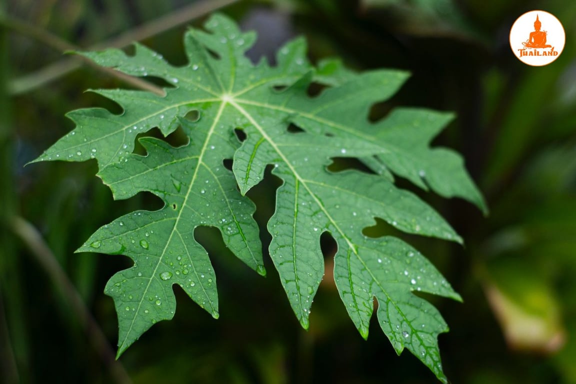 Lá đu đủ chữa trào ngược dạ dày