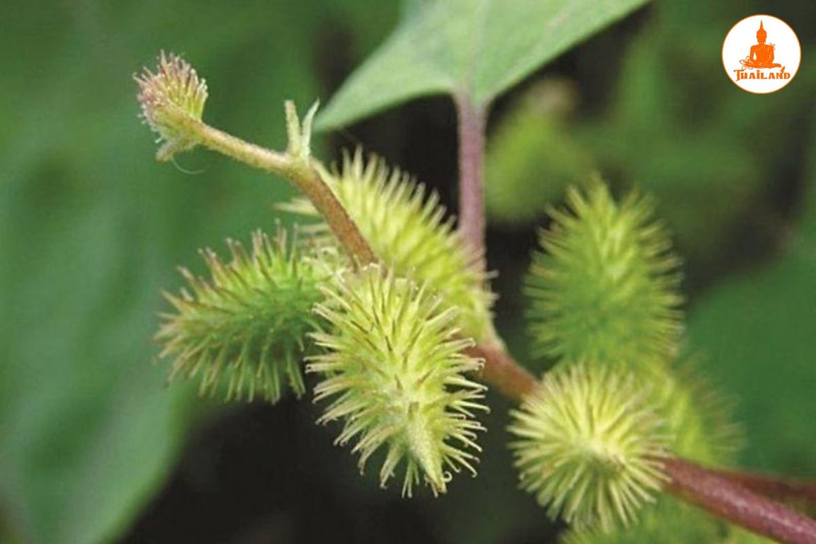 Lá ké đầu ngựa