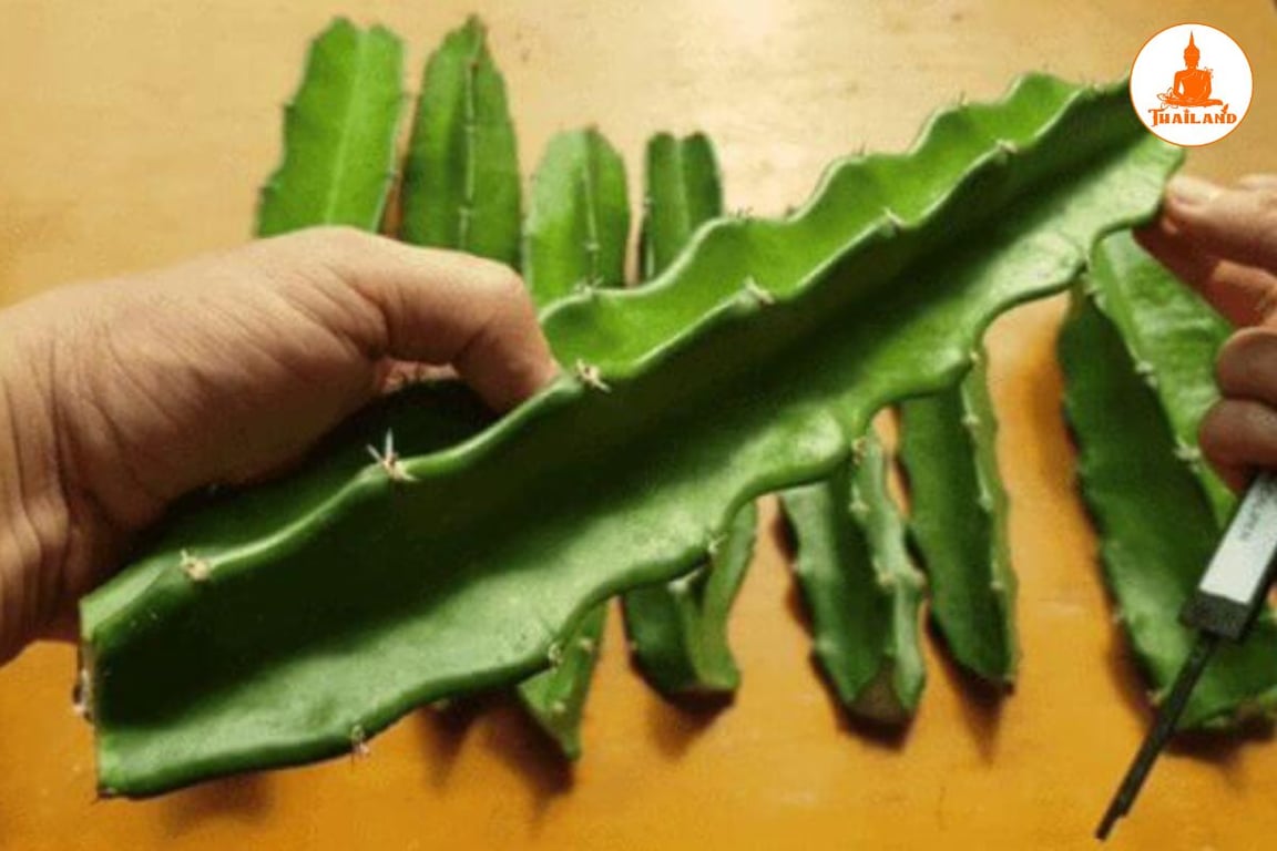 Xương rồng giúp giảm đau và cải thiện chức năng cột sống