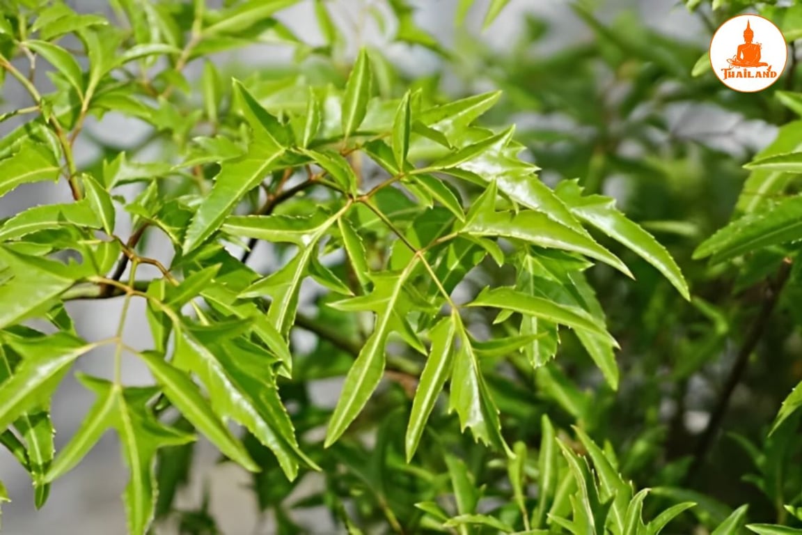 Lá đinh lăng được sử dụng để hỗ trợ quá trình hồi phục tổn thương ở khớp