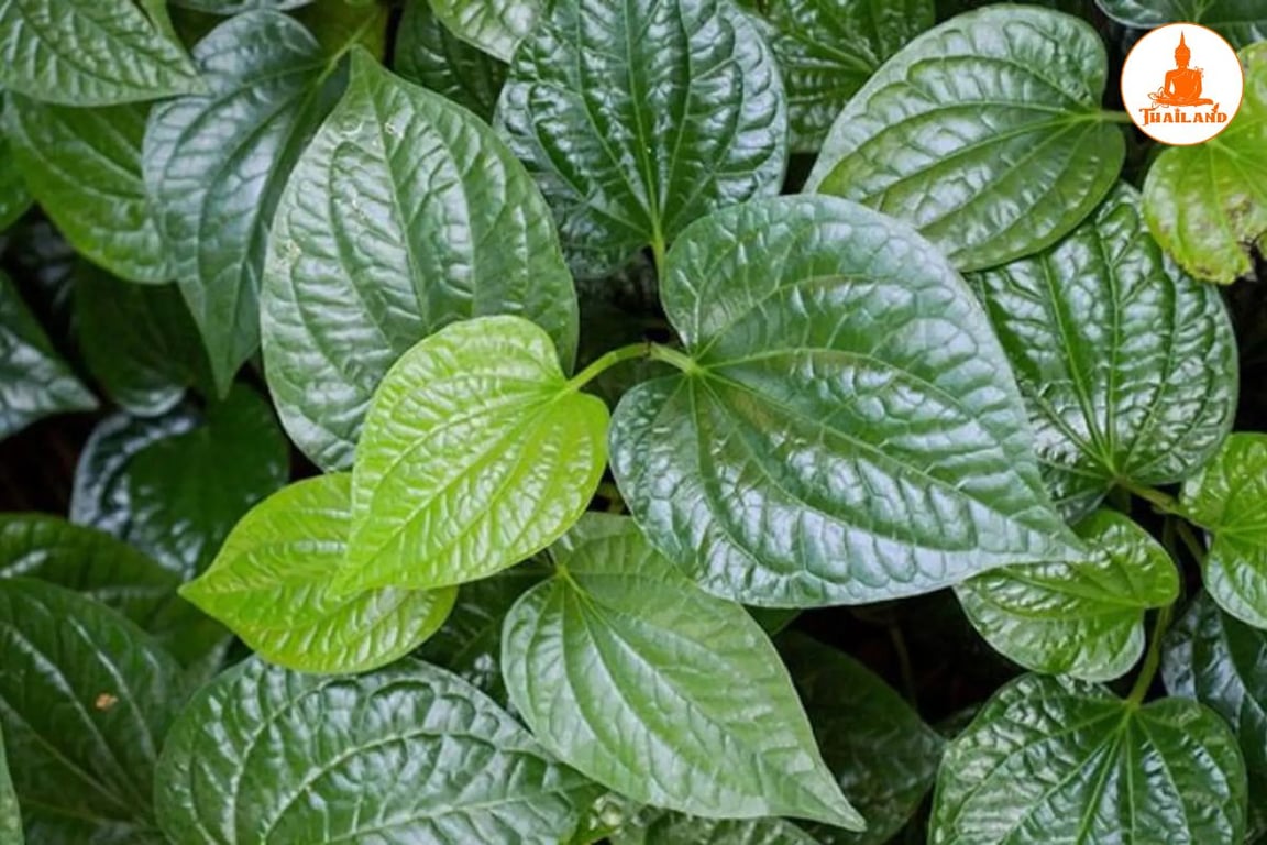 lá lốt có tác dụng làm dịu các cơn đau nhức xương khớp