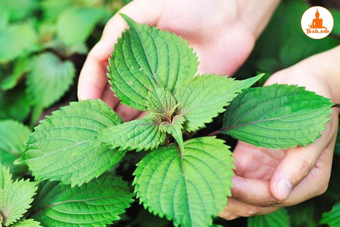 Lá tía tô chữa trào ngược dạ dày