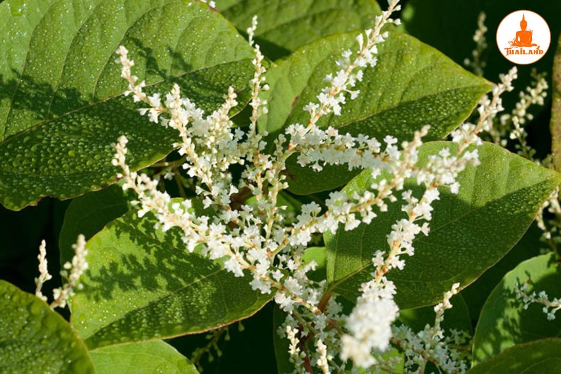 Cốt khí củ được sử dụng rộng rãi để hỗ trợ điều trị các chứng đau nhức, phong thấp và viêm nhiễm