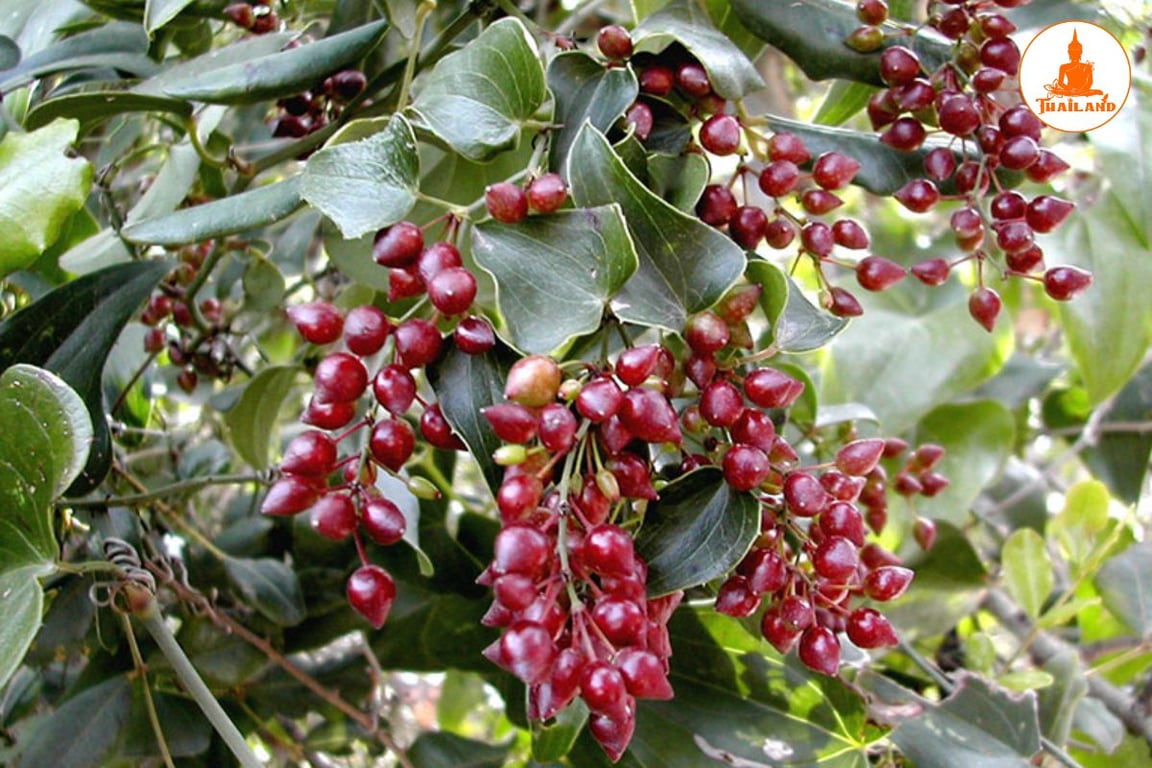 Thổ phục linh chữa tê bì tay chân