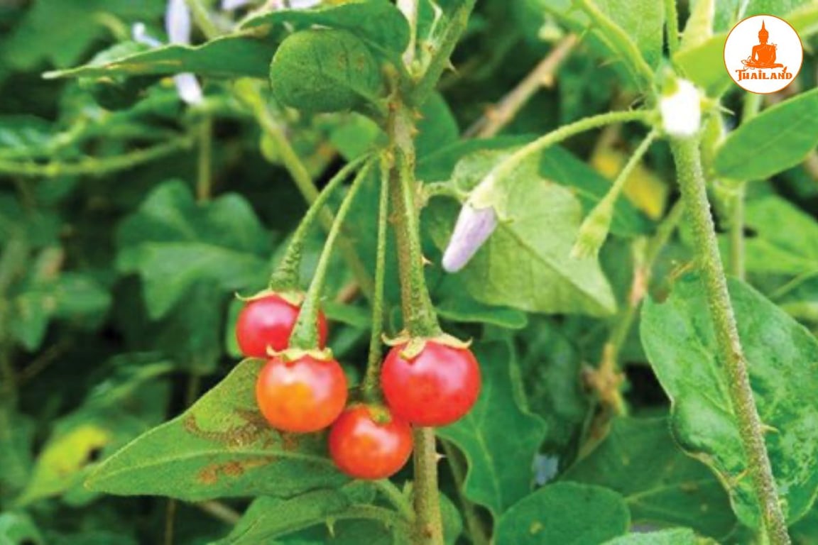 Cà gai leo có công dụng giải độc gan, tăng cường chức năng gan và hỗ trợ điều trị nhiều bệnh lý về gan