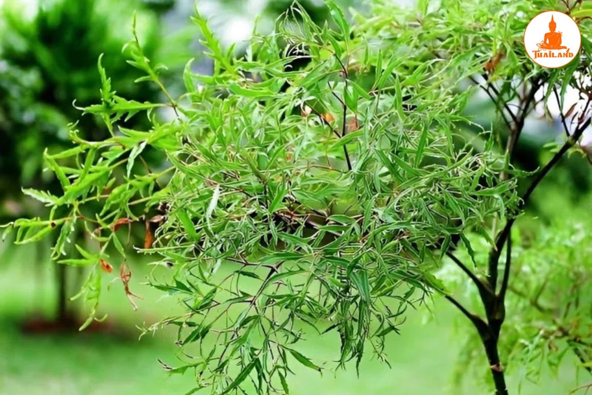 Cây đinh lăng giúp hỗ trợ phục hồi tổn thương nhẹ ở khớp