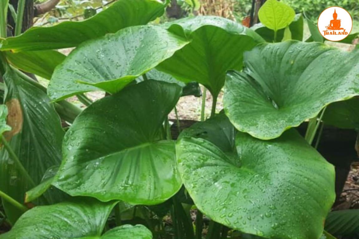 Thiên niên kiện thường được sử dụng để điều trị các chứng đau nhức xương khớp do phong hàn thấp