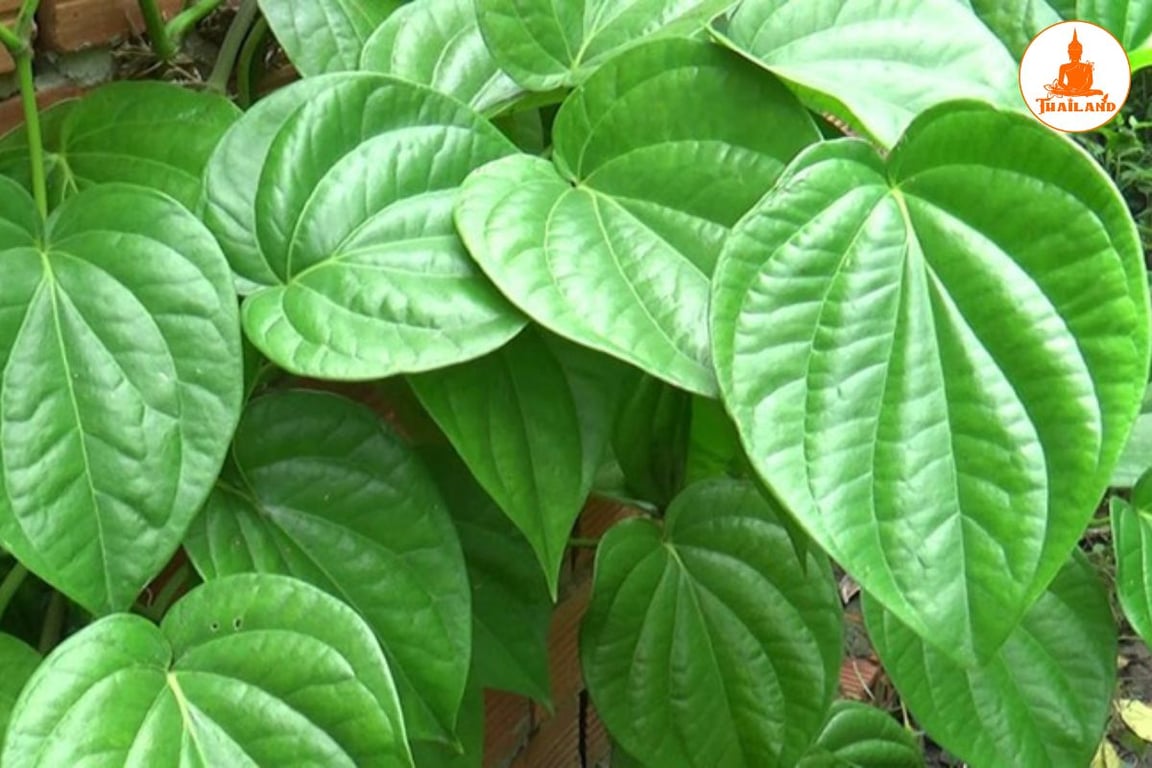 Lá trầu không thường được sử dụng để giảm ngứa ngoài da