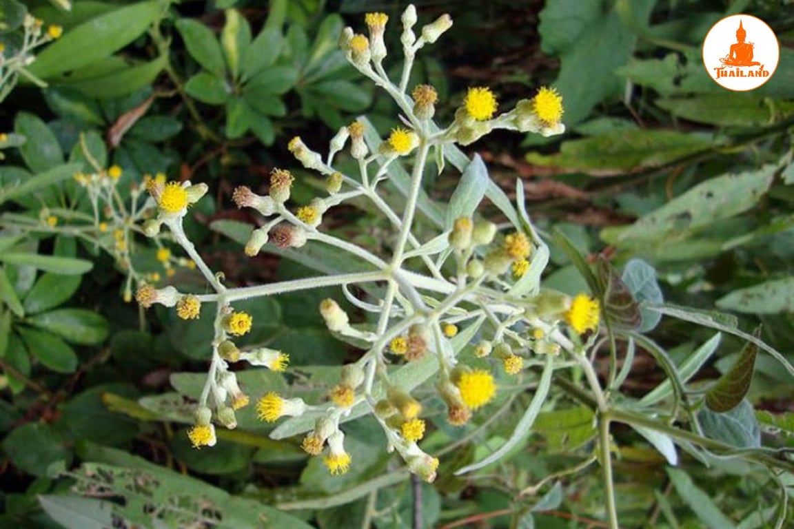 Công dụng của Băng phiến