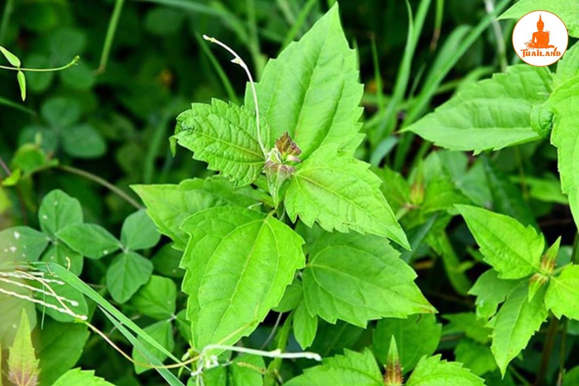 Mẹo chữa trào ngược dạ dày bằng lá cỏ lào 