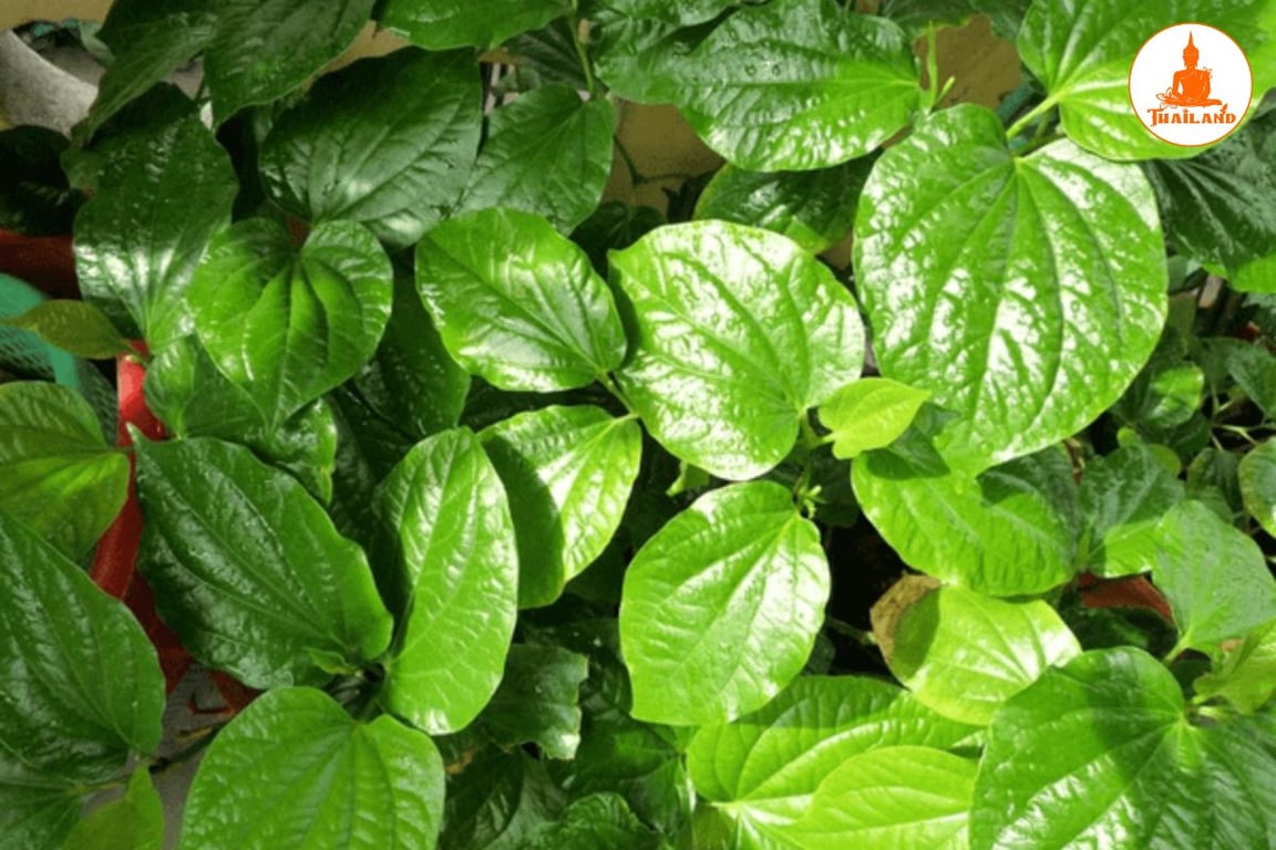 Cách chữa thoát vị đĩa đệm bằng lá lốt có độ an toàn cao, hầu như không gây tác dụng phụ