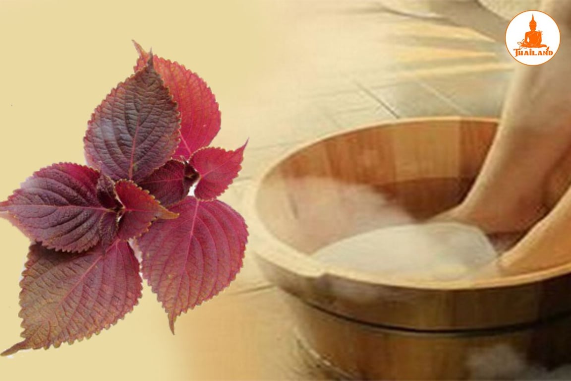 Lá tía tô được biết đến như một dược liệu hiệu quả trong việc giảm mẩn ngứa và mề đa