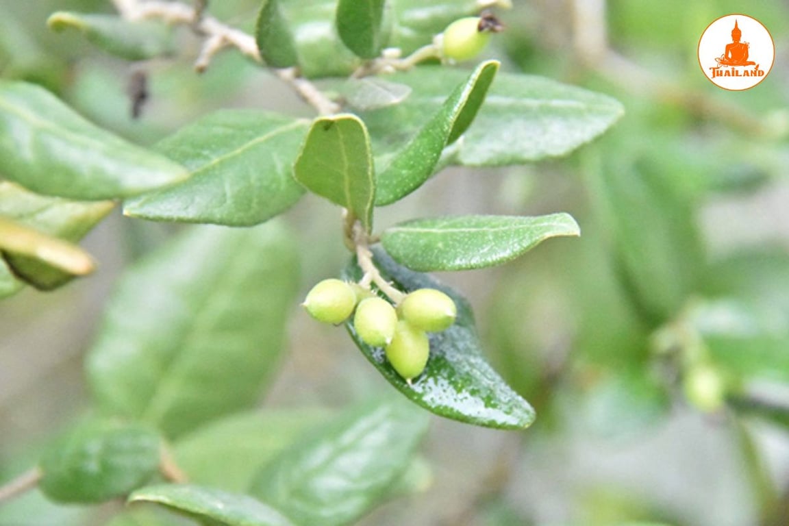 Cây lá cọng (hay còn gọi là Boldo)