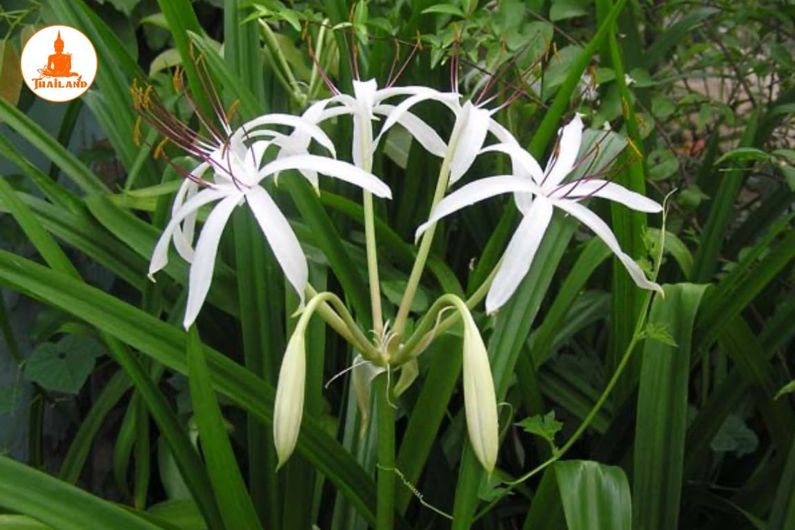 Trinh nữ hoàng cung có vị đắng, hơi chát, có tác dụng giảm đau, hoạt huyết, tiêu ứ và ức chế hình thành khối u