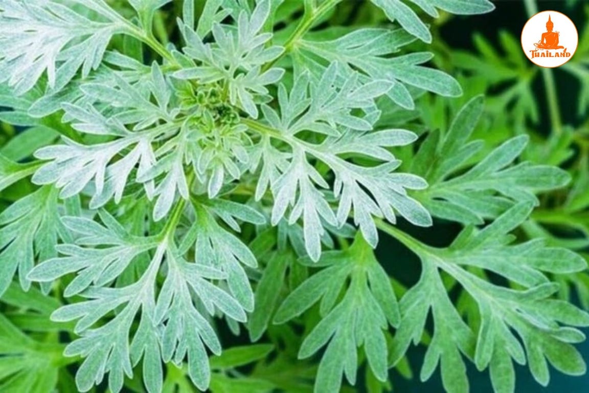 Ngải cứu hỗ trợ quá trình hồi phục các tổn thương ở mô sụn khớp do tràn dịch gây ra